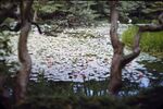 8 Kyoto, Heian Temple Garden Water Lilies