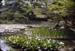 9 Kyoto, Heian Temple Garden Iris And Water Lilies