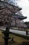 13 Nara, Cherry Tree In Front Of Daibutsu Den Which Seen In Background by Masamichi Suzuki (1918-2014)