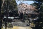 23 Nara, Cherry Blossom Shrine by Masamichi Suzuki (1918-2014)