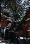 26 Nara, Kasuga Shrine Area, Yadorigi by Masamichi Suzuki (1918-2014)