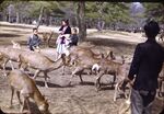 38 Nara, Deers by Masamichi Suzuki (1918-2014)