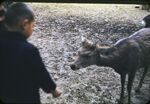 39 Nara, Deer With Spikes by Masamichi Suzuki (1918-2014)