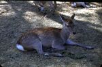 40 Nara, Deer In Nara Park