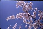 9 North Camp Cherry Blossom by Masamichi Suzuki (1918-2014)