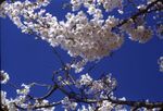10 Cherry Blossom by Masamichi Suzuki (1918-2014)