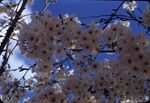 11 Cherry Blossom by Masamichi Suzuki (1918-2014)