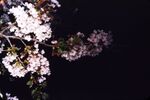 12A North Camp Cherry Blossom At Night