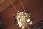 16 Swallow Nest