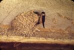 17 Hiro, Swallow Nest by Masamichi Suzuki (1918-2014)