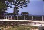 19 Miyajima, Horizontally Trimmed And Grown Pine by Masamichi Suzuki (1918-2014)