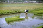 No Caption [Rice Paddy] by Masamichi Suzuki (1918-2014)