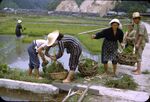 No Caption [Rice Feld Workers]
