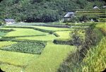 No Caption [Terraced Rice Fields]