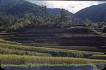 No Caption [Terraced Rice Fields] by Masamichi Suzuki (1918-2014)