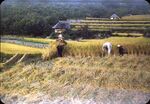 No Caption [Fields. Not Sure This Is Rice] by Masamichi Suzuki (1918-2014)