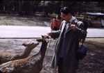 Nara - Deers, Suzuki by Masamichi Suzuki (1918-2014)