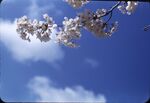 Cherry Blossoms by Masamichi Suzuki (1918-2014)