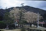 Hiro, North Camp, Early April 1950 by Masamichi Suzuki (1918-2014)