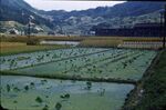 No Caption [Field. Rice?] by Masamichi Suzuki (1918-2014)