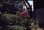 Hiromachi, Azalea In Japanese Garden by Masamichi Suzuki (1918-2014)