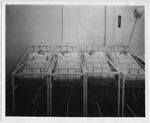 Badgett Quadruplets by Memorial Hospital System